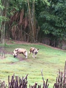 kilimanjaro-safaris-african-painted-dogs