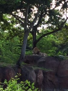 kilimanjaro-safaris-lion