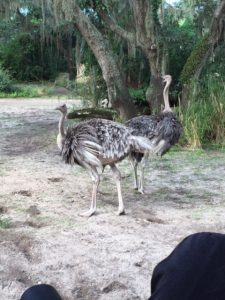 kilimanjaro-safaris-ostriches