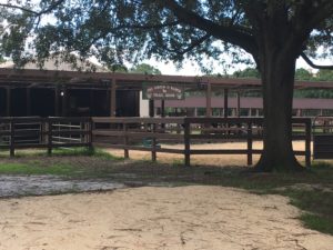 Fort Wilderness Campground and Cabins, camping at Walt Disney World, resort activities, horses, ranch, stable