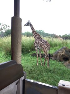 Attending a Disney Park? Here's How to Build Your Family's Special Plan! / Animal Kingdom / Kiliminjar Safari Expedition