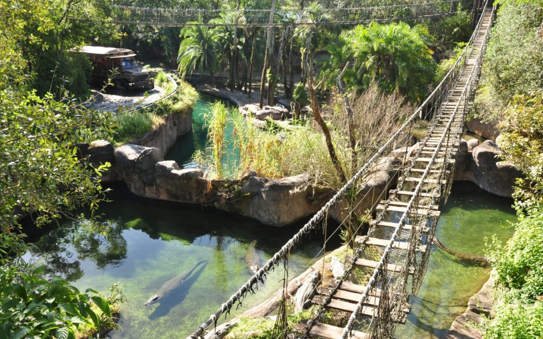 A Wild Trek through Disney’s Animal Kingdom