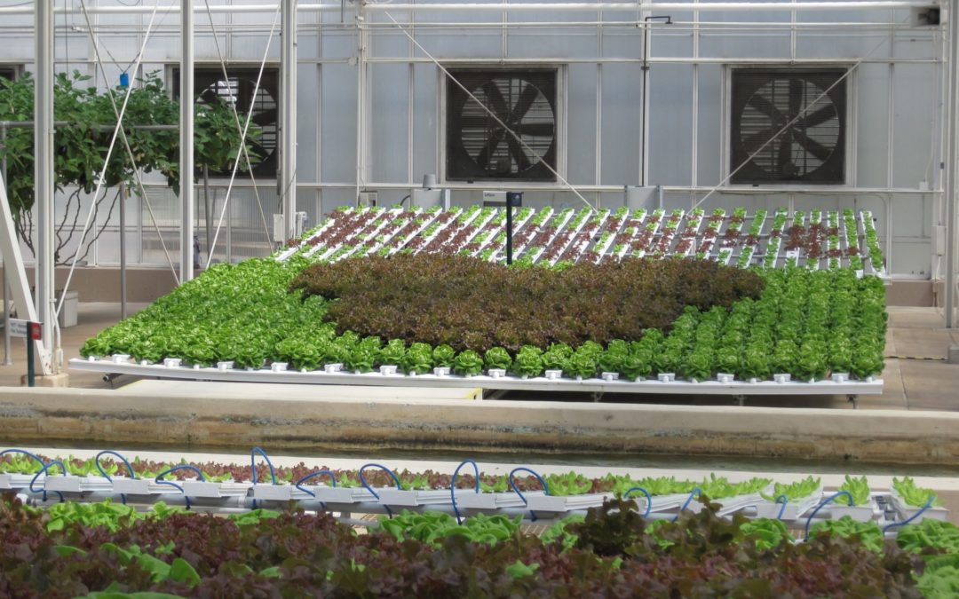 Behind the Seeds at Epcot