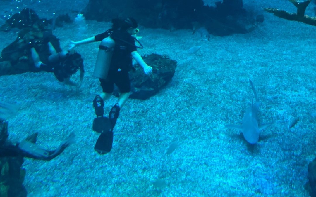Diving into the Living Seas at Epcot